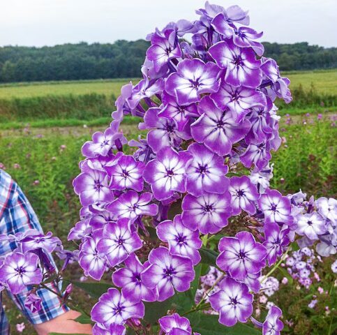 Floksis 'Goliath'  (pieejams no jūnija)